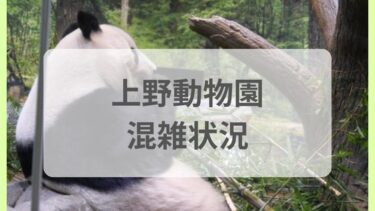 上野動物園の今日の混雑リアルタイム状況＆パンダの待ち時間情報