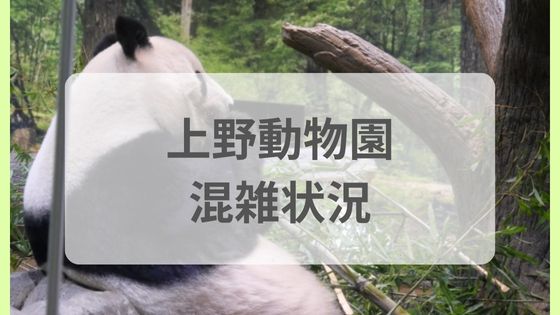 上野動物園　混雑　リアルタイム　パンダ　今日　ツイッター　待ち時間　平日　土日　GW 年始